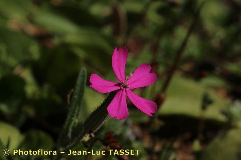 Silene 2