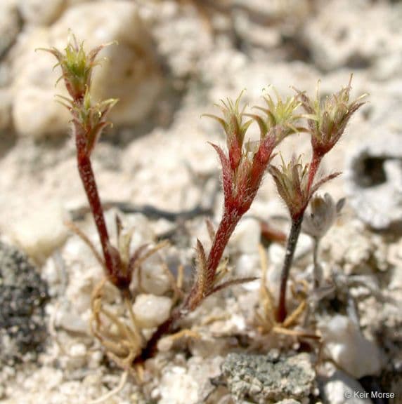 Lastarriaea