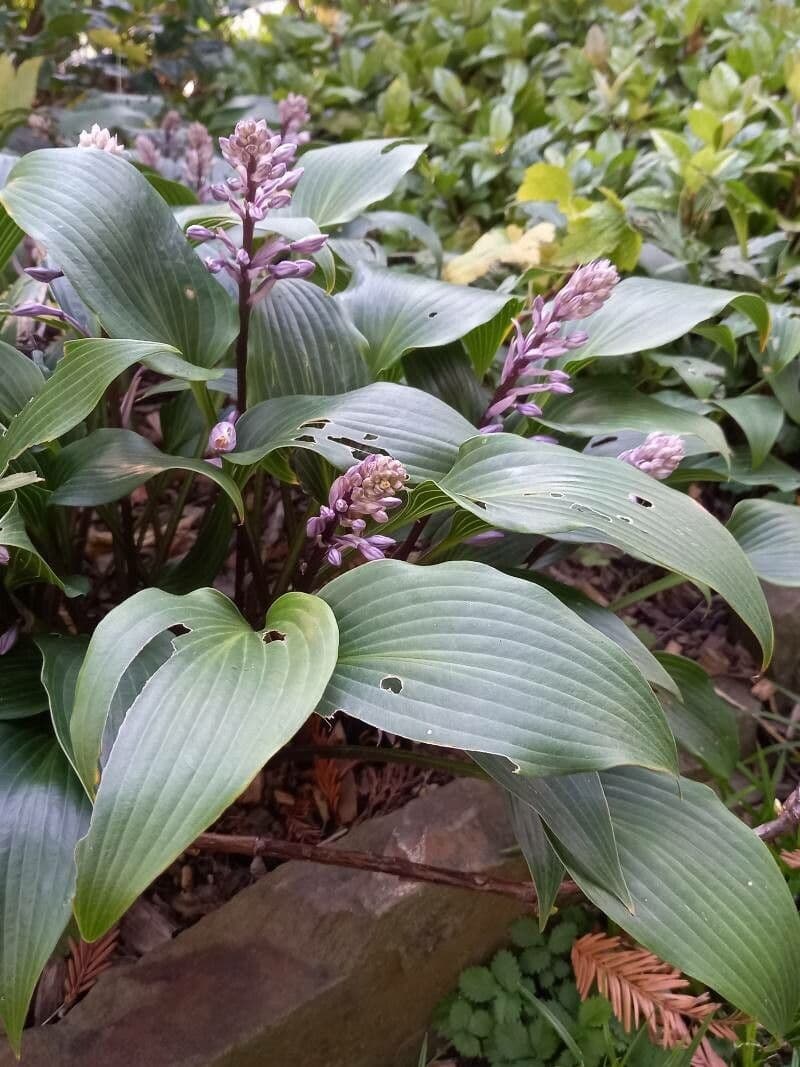 Hosta 9