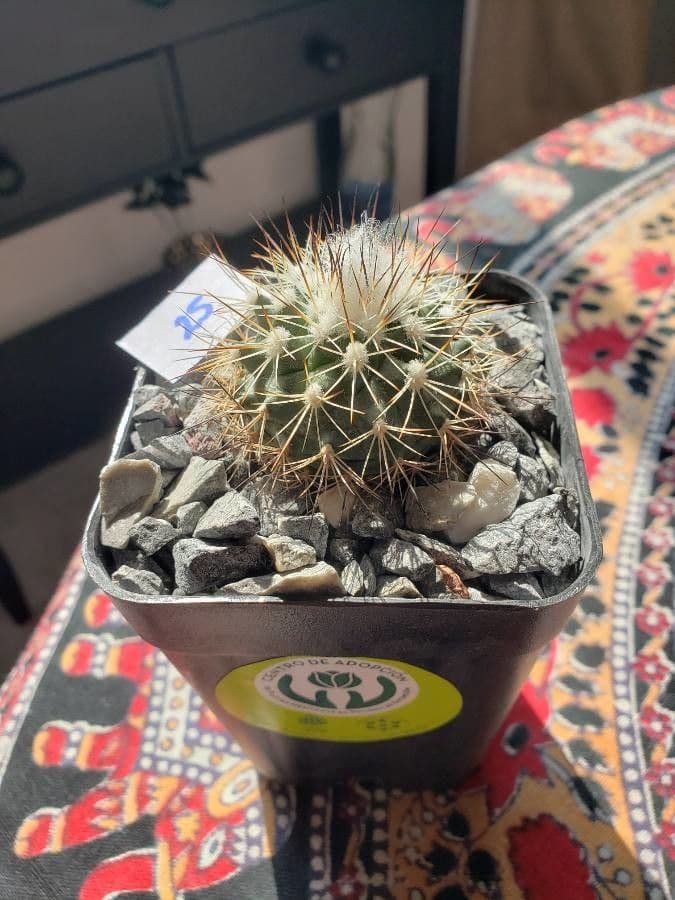 Turbinicarpus 8