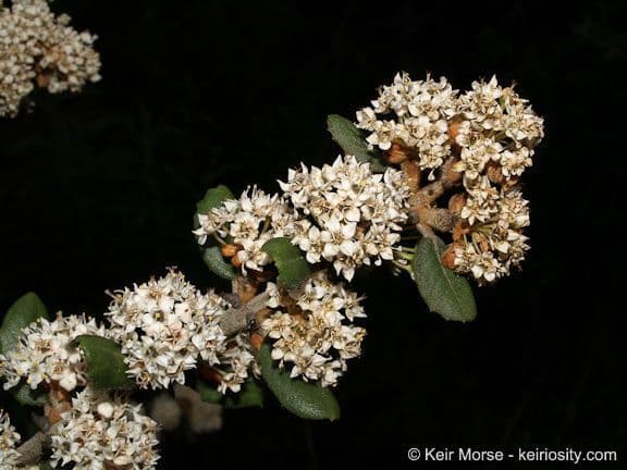 Ceanothus 6