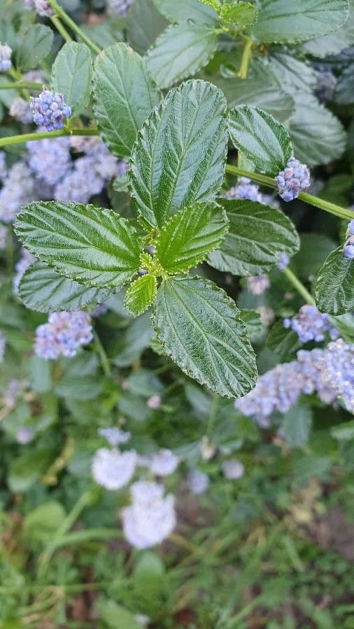 Ceanothus 11