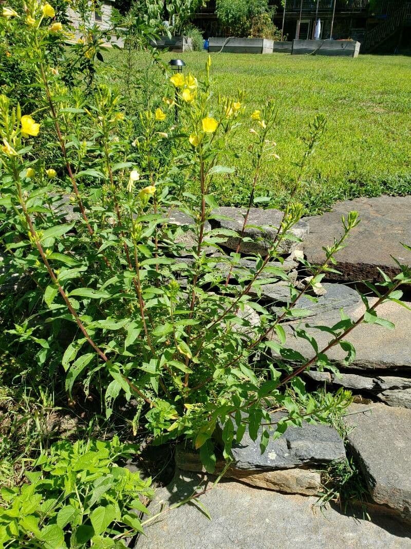 Enagra parviflora 14