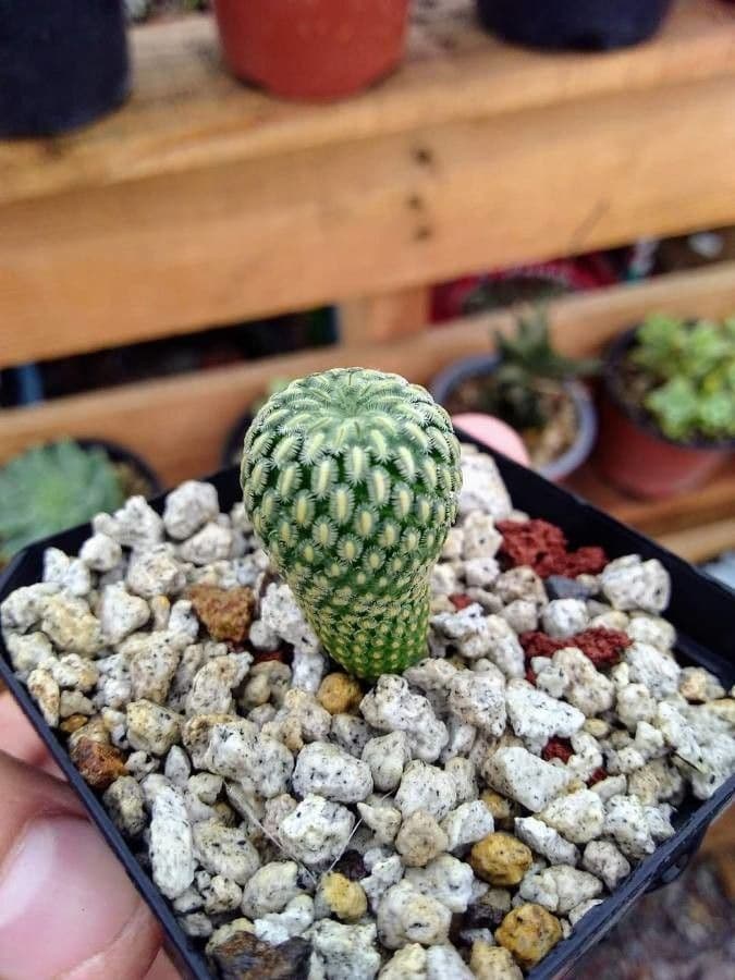 Mammillaria 2
