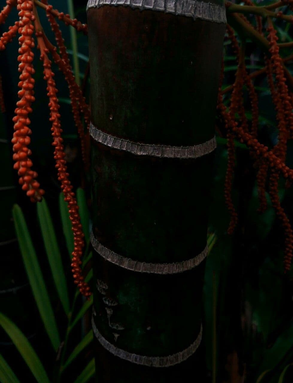 Palma tepejilote 24