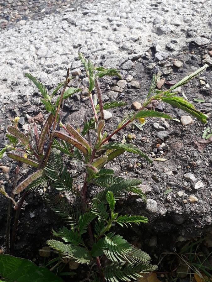 Herbe sensible 3