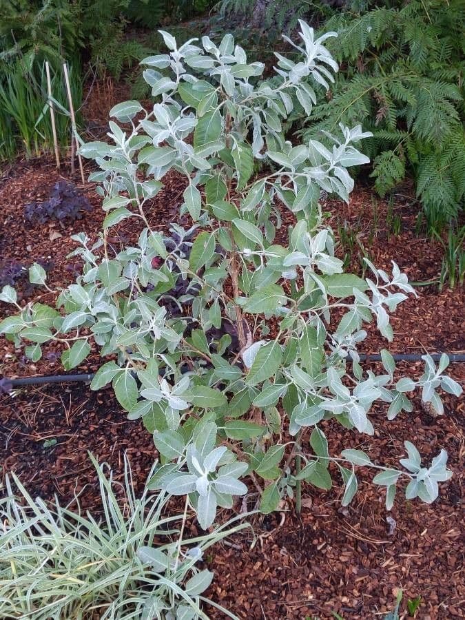 Salvia 5