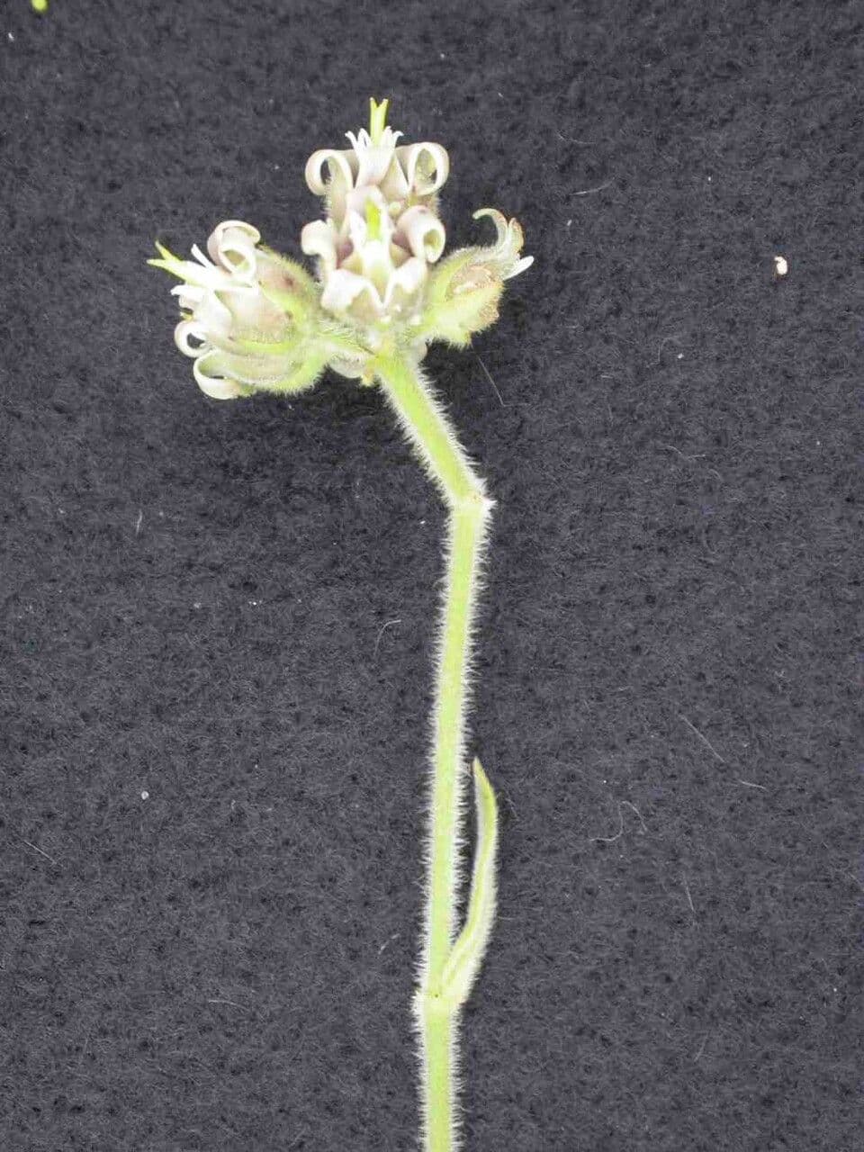 Oxypetalum