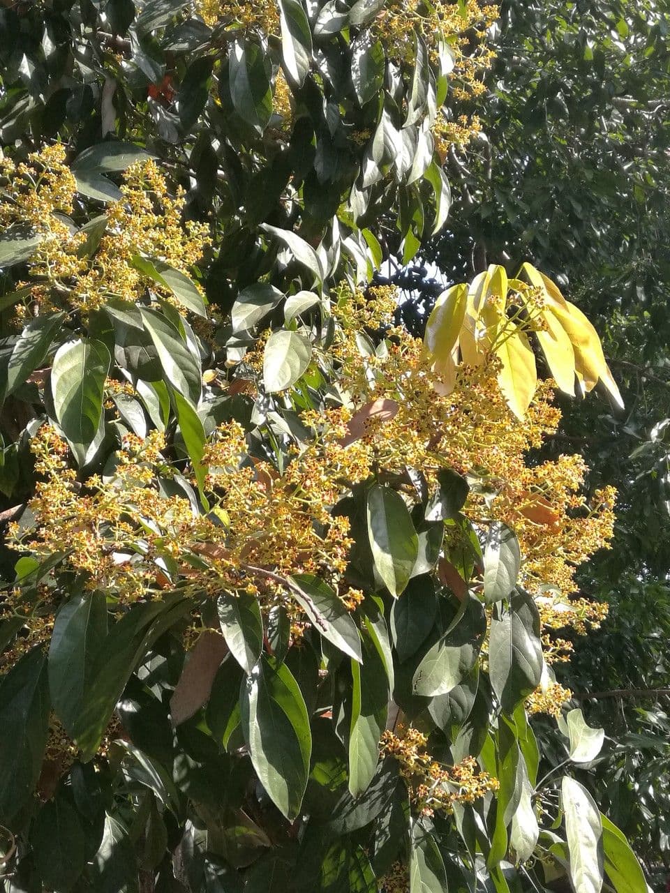 Klerodendron 2