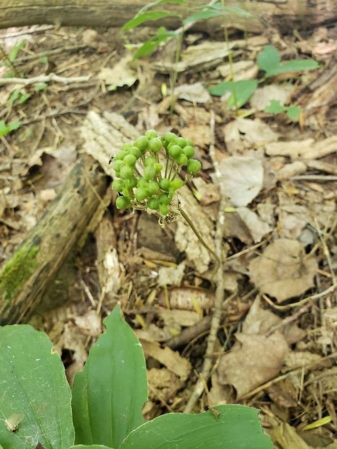 Cibule