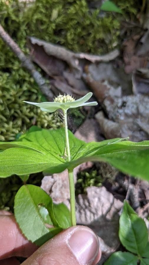 Cornus de Canadá 11