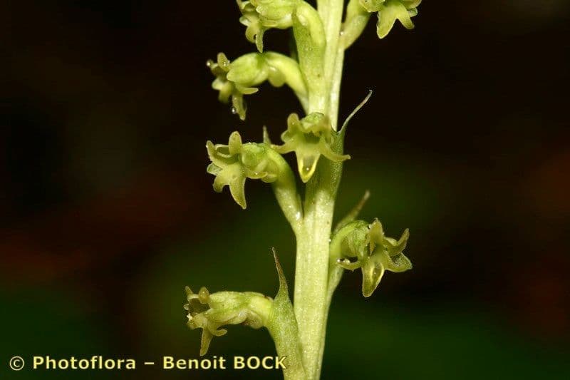 Gennaria diphylla 4