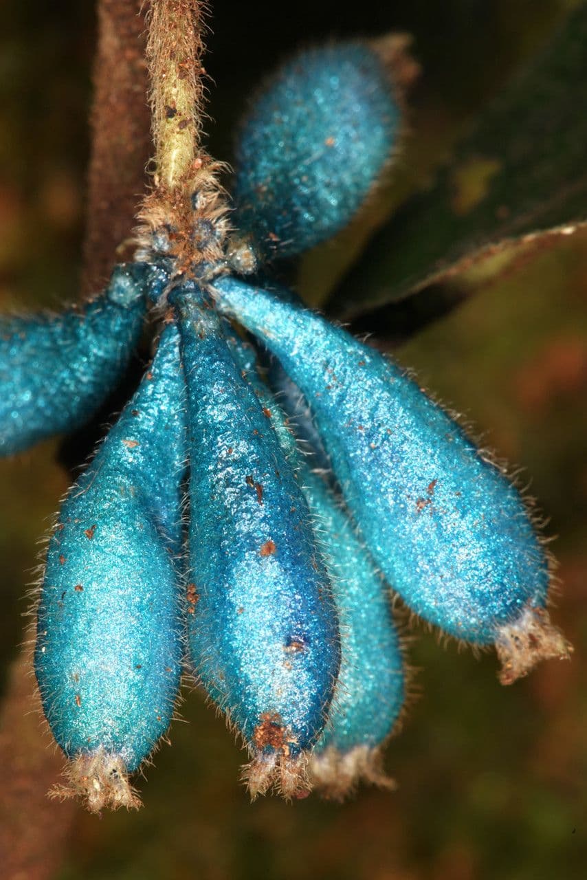 Trichostachys