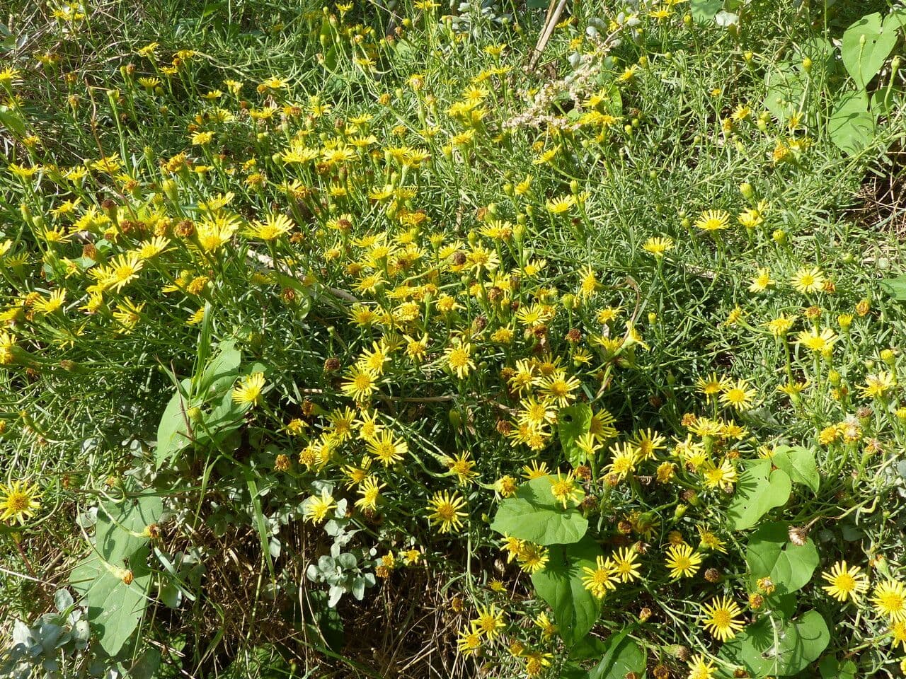 Limbarda crithmoides 14