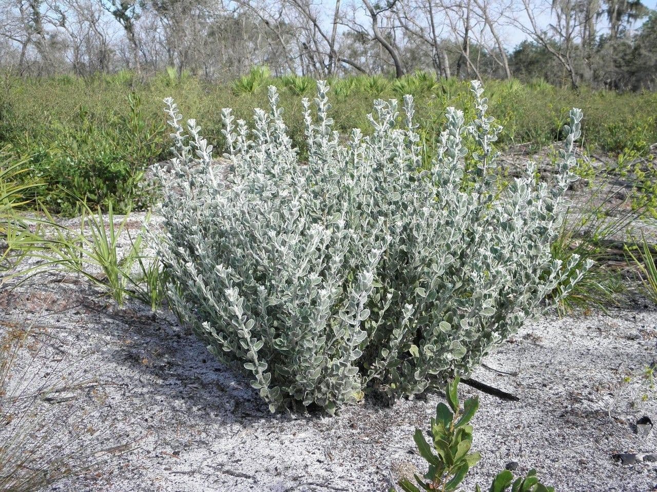 Chrysopsis 2