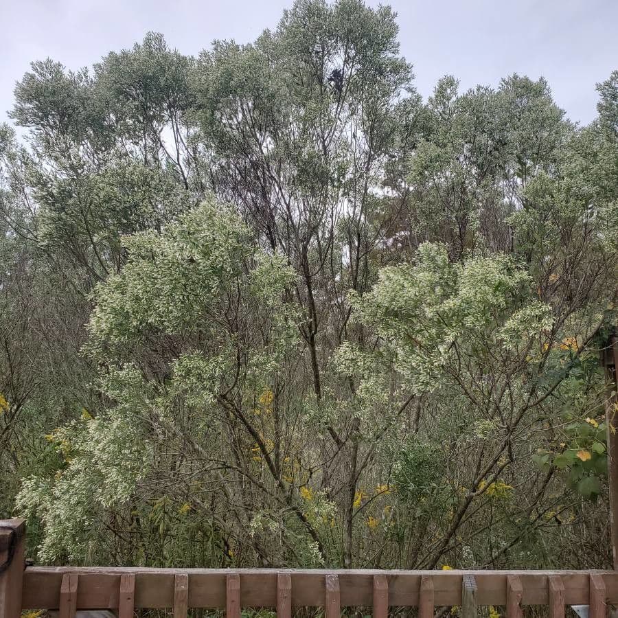 Baccharis neglecta 15