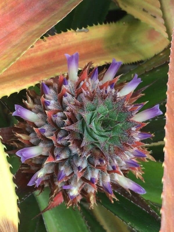 Ananas 8