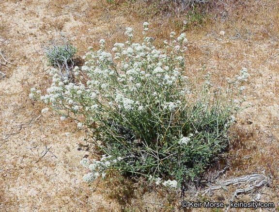 Lepidium fremontii 14