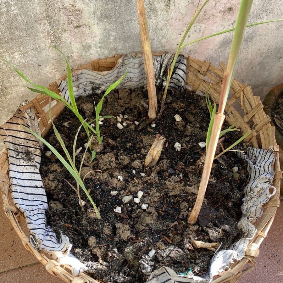Citronella 17