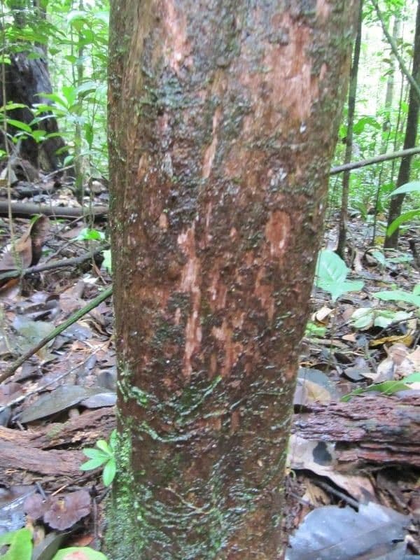 Amaioua guianensis 6