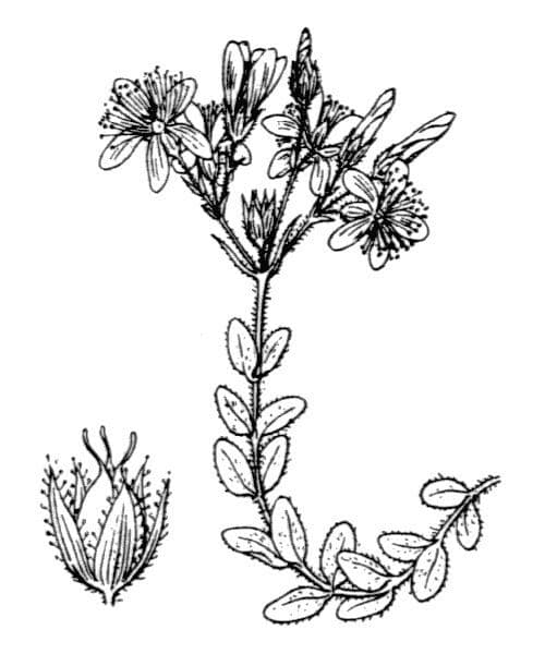 Filziges Johanniskraut 20