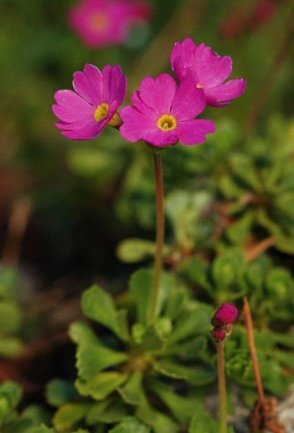 Primula 3
