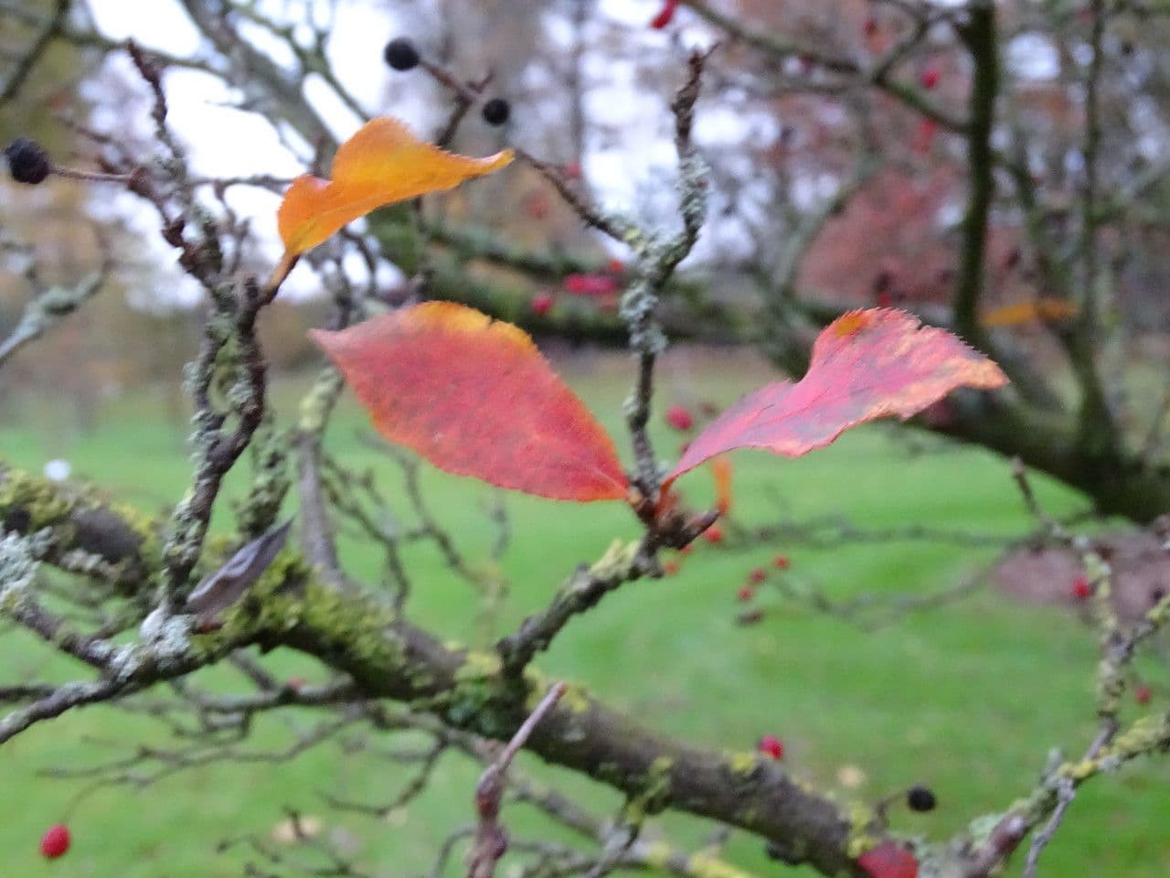 Photinia villosa 20