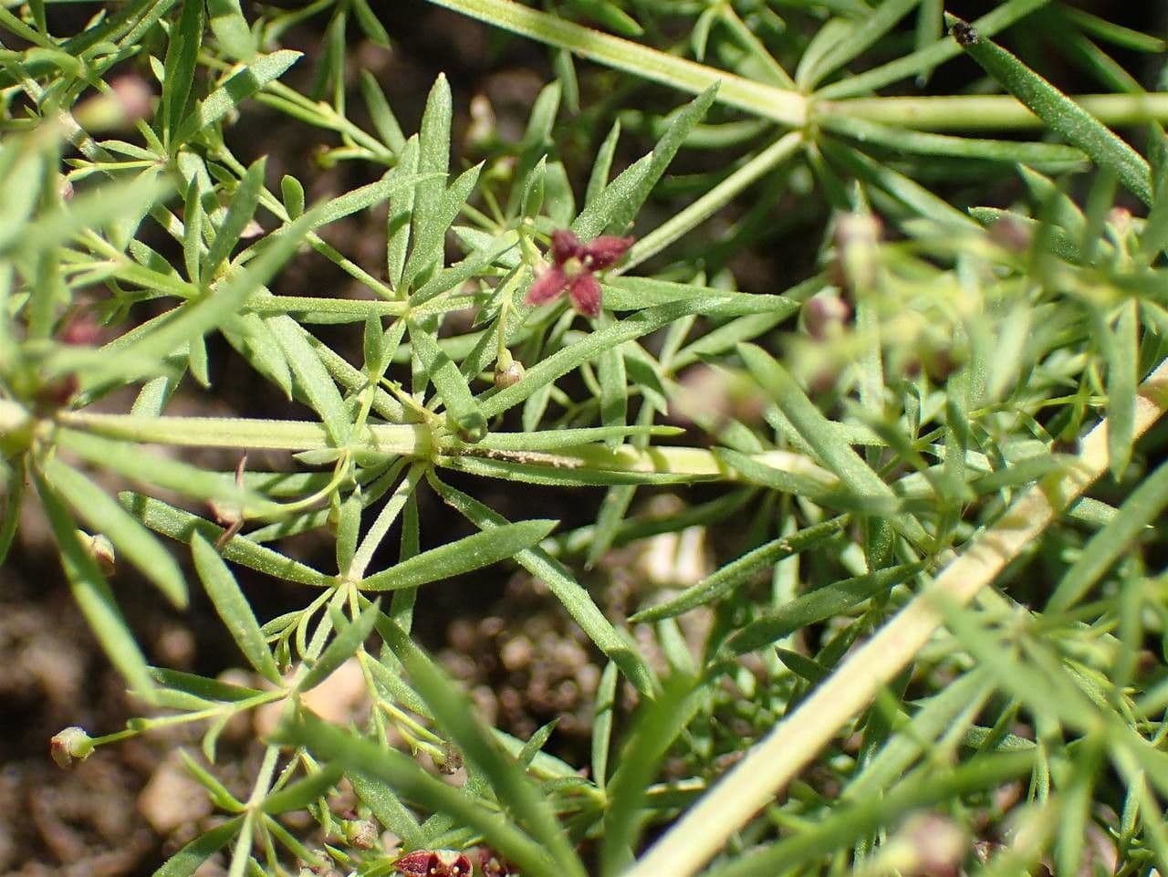 Asperula purpurea 10