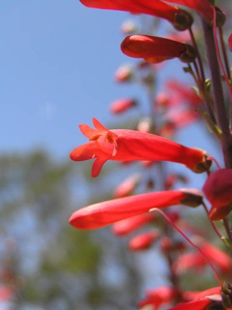 Penstemon centranthifolius