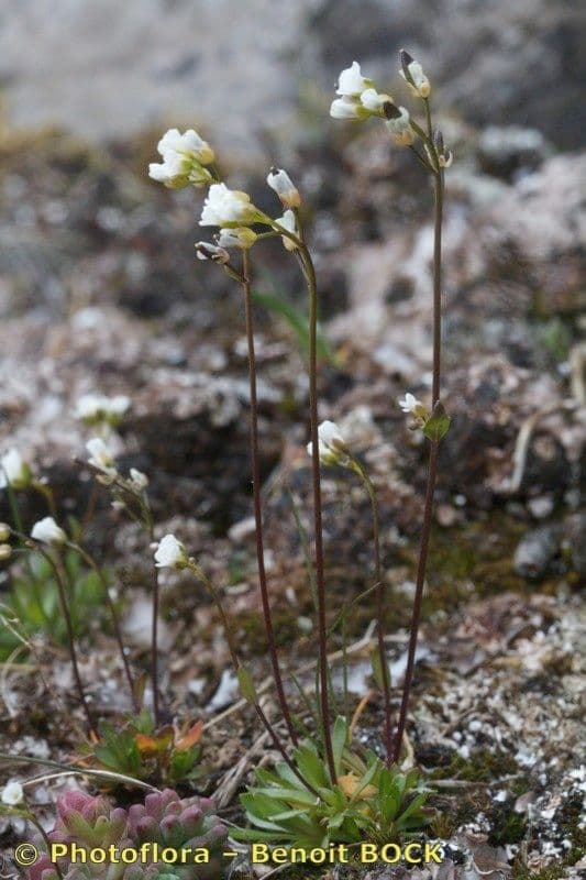 Draba di Fladnitz 2