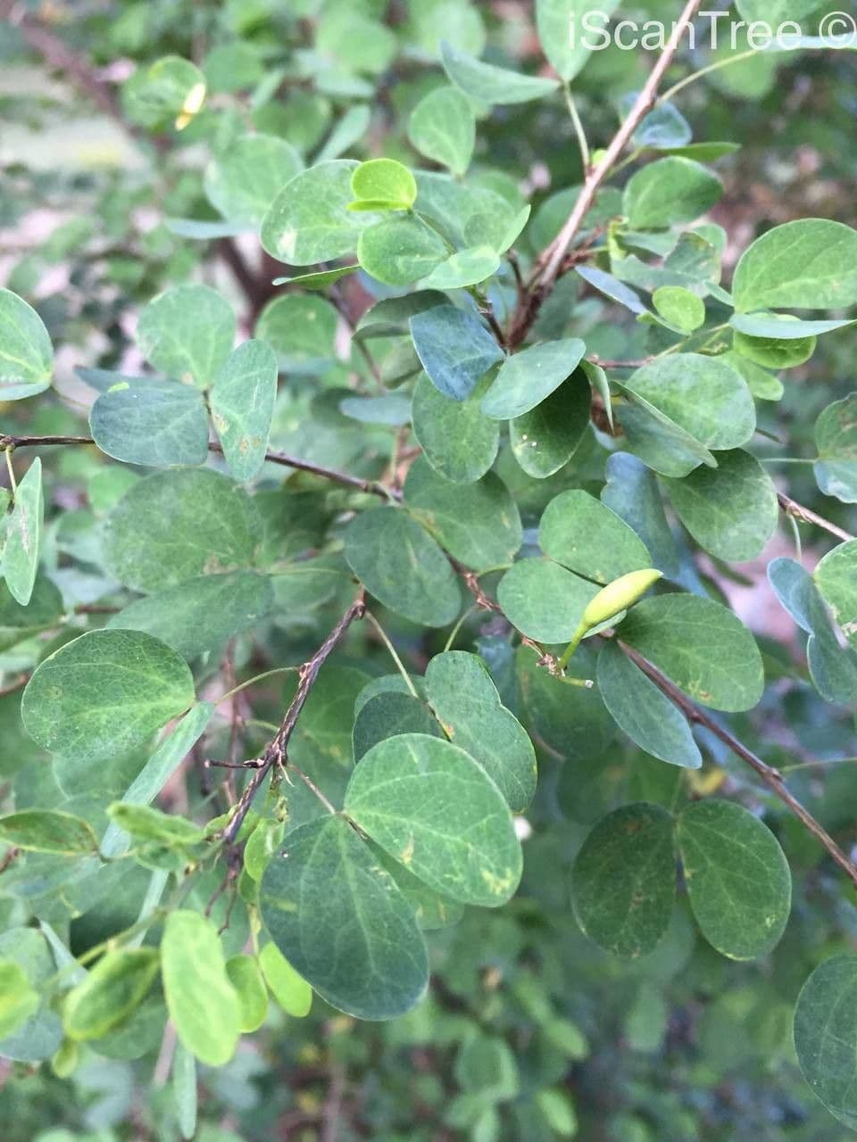 Bauhinia 13