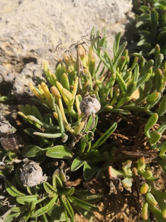 Fleabane glaucus