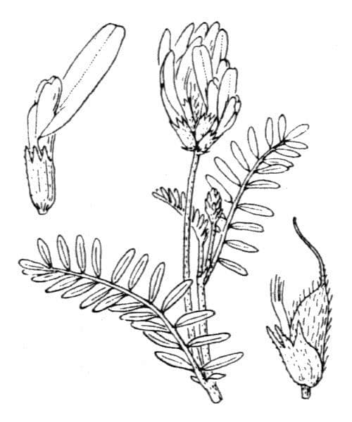 Astragalus onobrychis 23