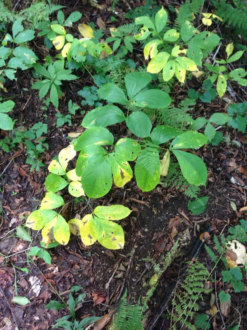 Aralia a stelo nudo 15
