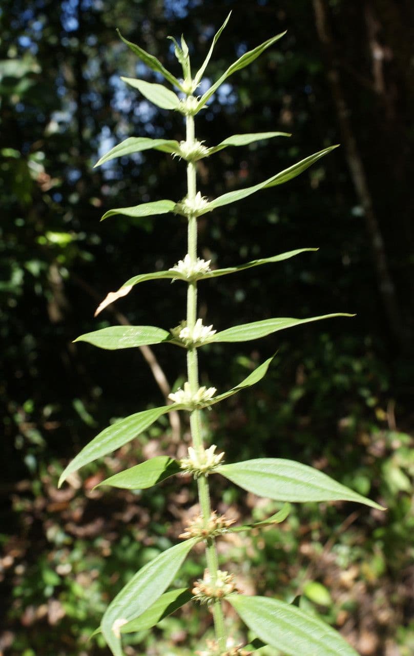 Triumfetta rhomboidea 13