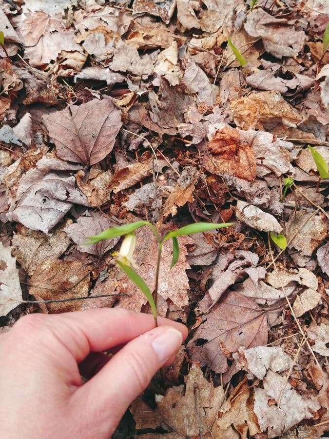 Uvularia sessilifolia 2