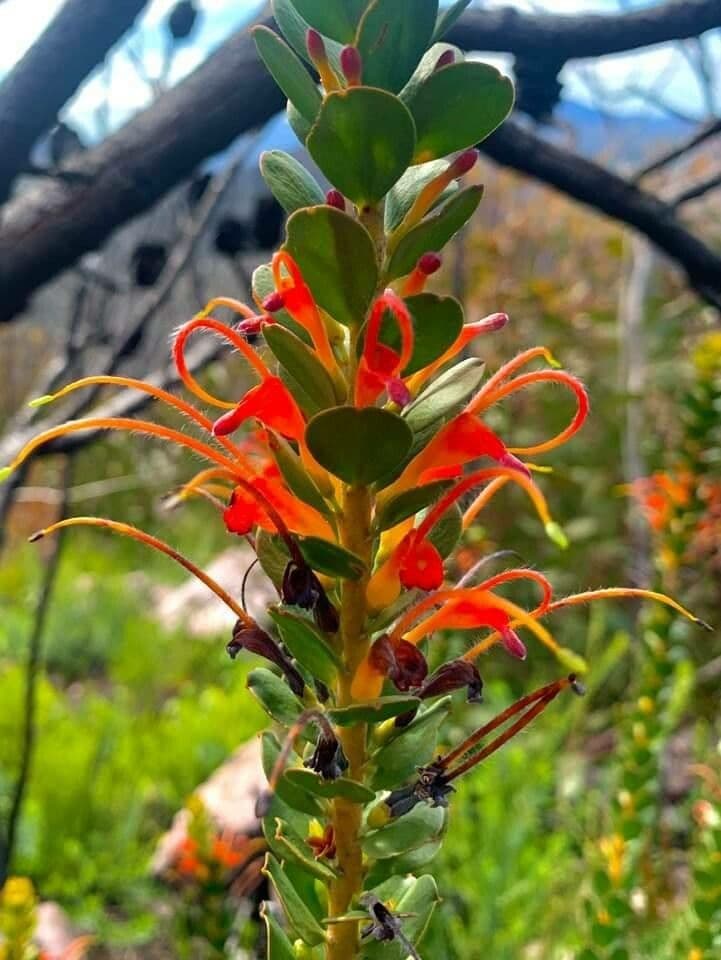 Adenanthos obovatus 2
