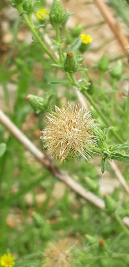 Inula fetida 7