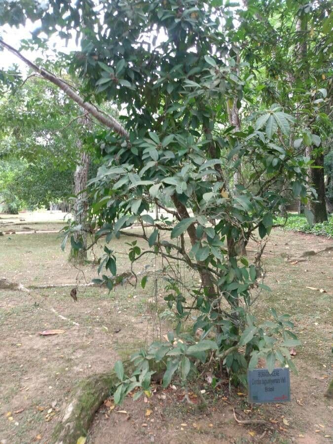 Cordia taguahyensis 2