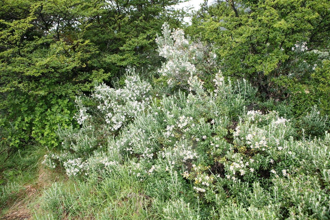 Chiliotrichum 9