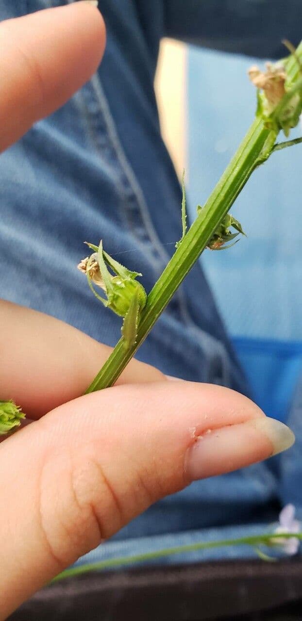 Lobelia spicata