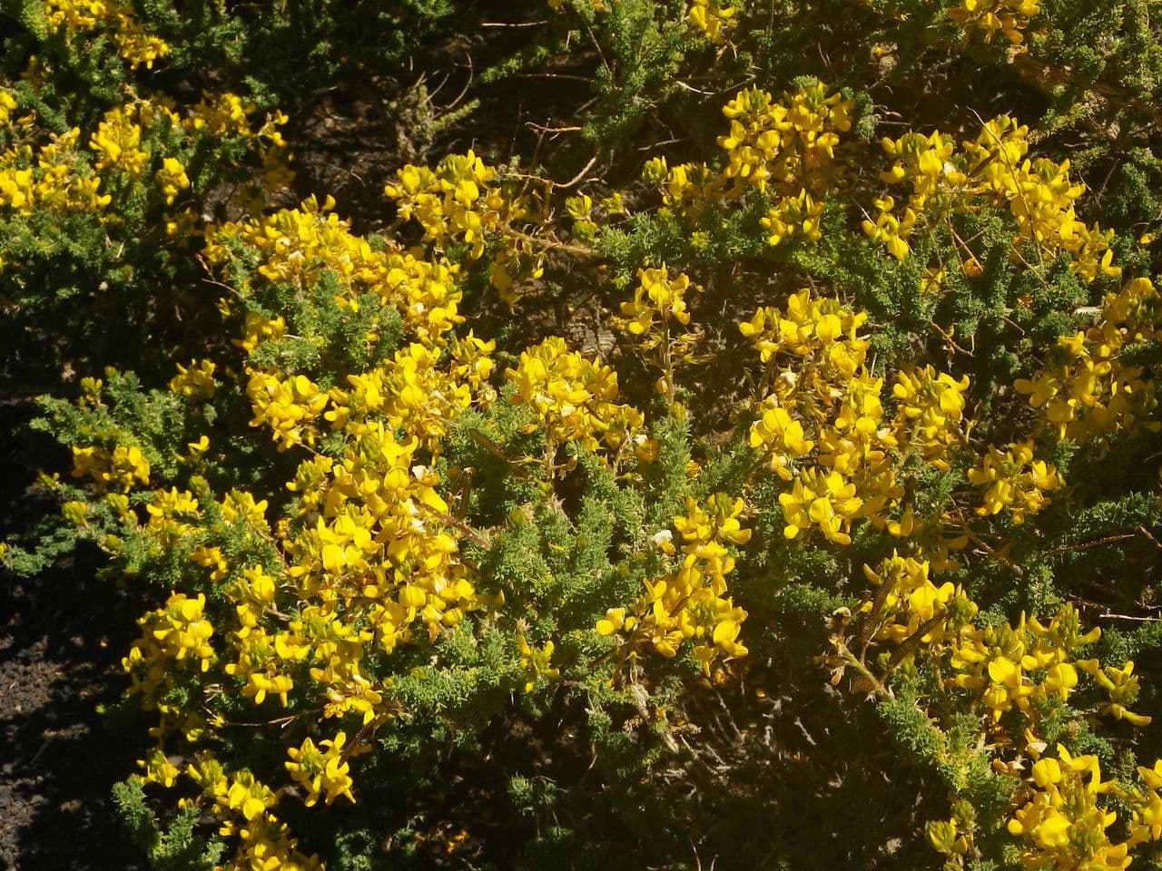 Adenocarpus viscoso 15