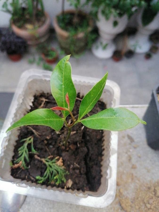 Litchi 18