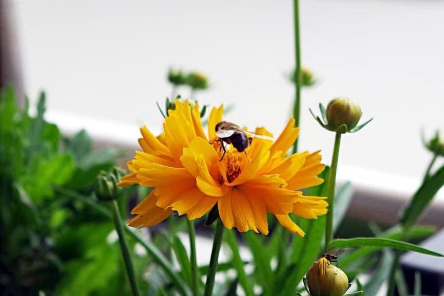 Coreopsis grandiflora 10