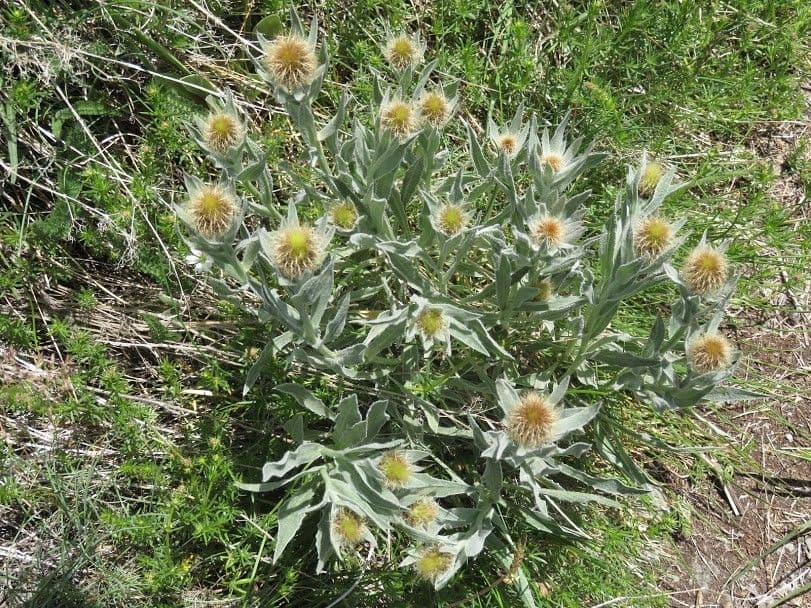 Einköpfige Flockenblume 21