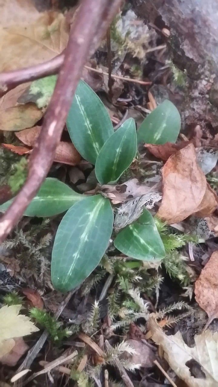 Goodyera oblongifolia 13