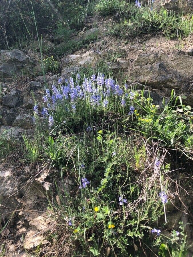 Veronica austriaca 15