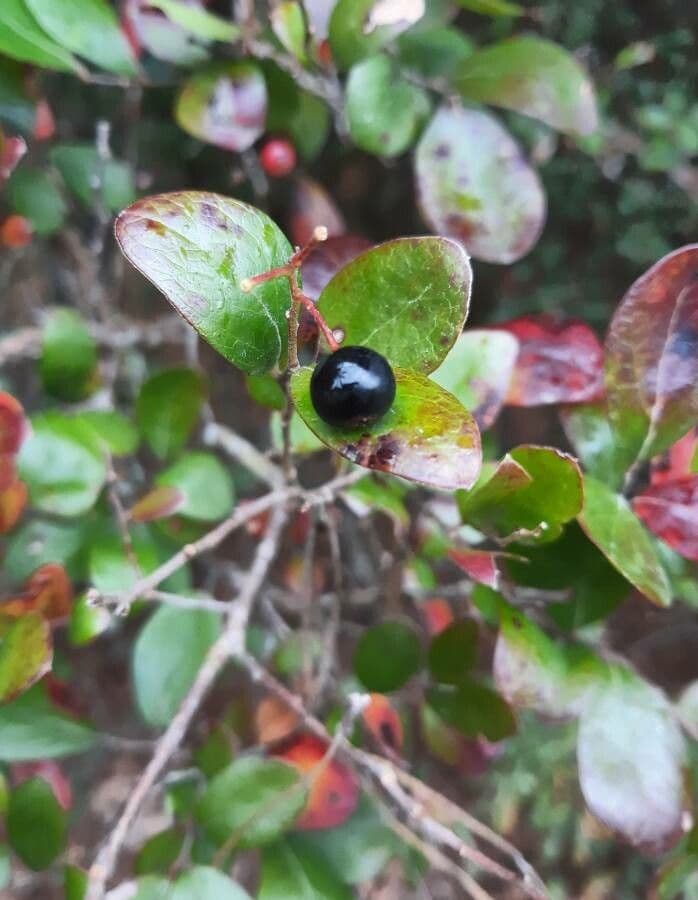 Farkleberry 5