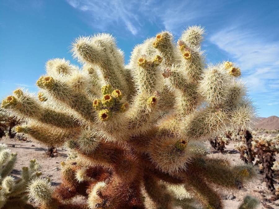 Cholla orsacchiotto 6