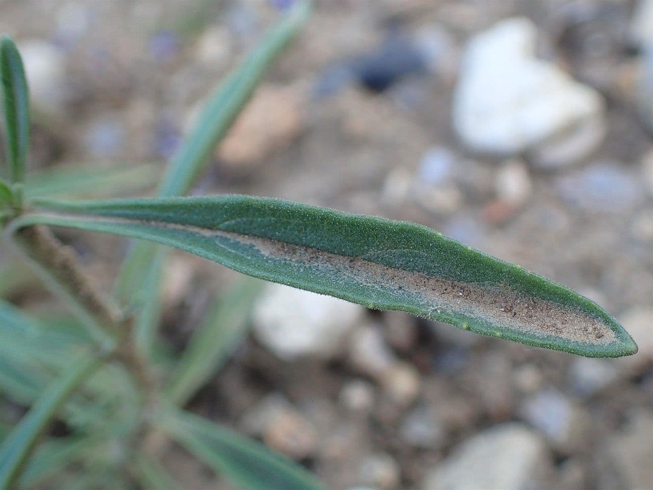 Veronica spigata 16